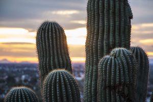 saguaro cactuses near Tucson