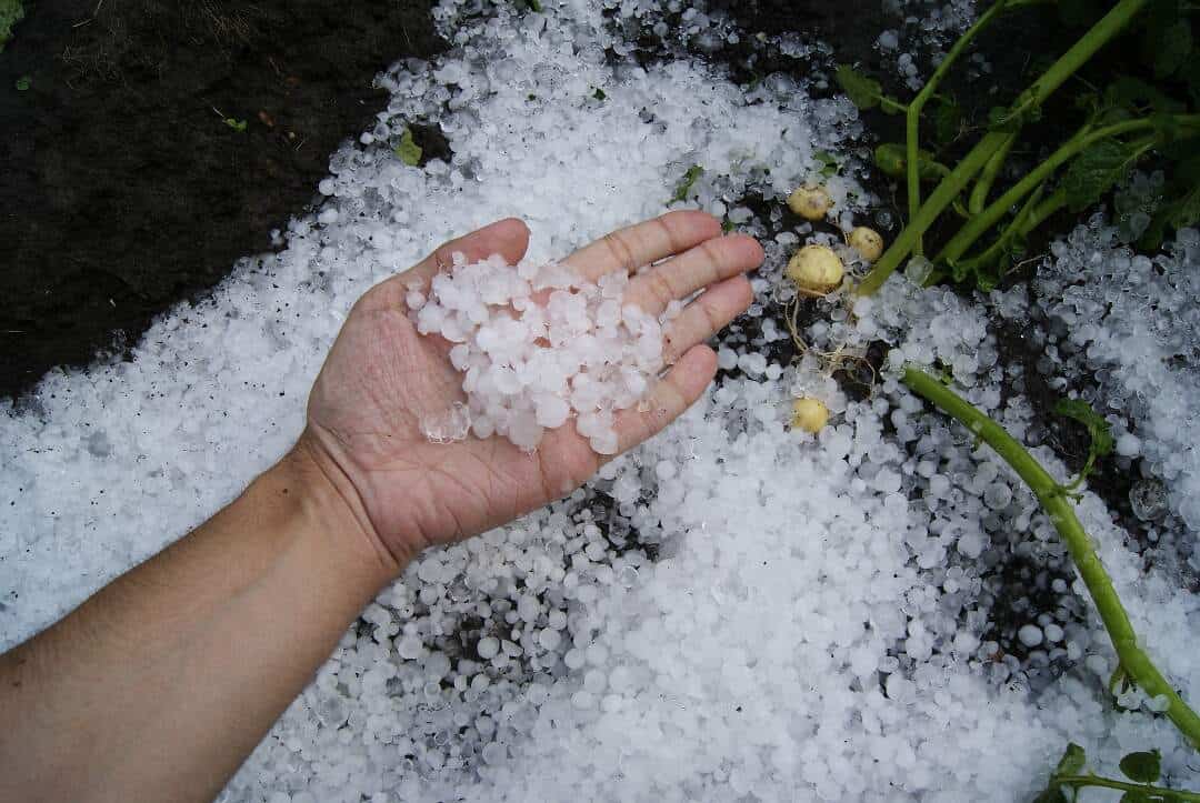 a hand holds several hail stones