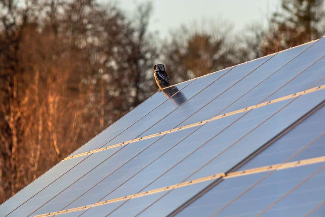 an owl perched on roof mounted solar panels installed by a reliable solar company