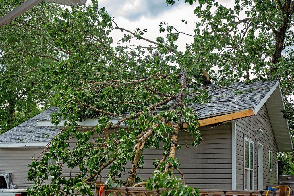 Fallen tree limb on roof