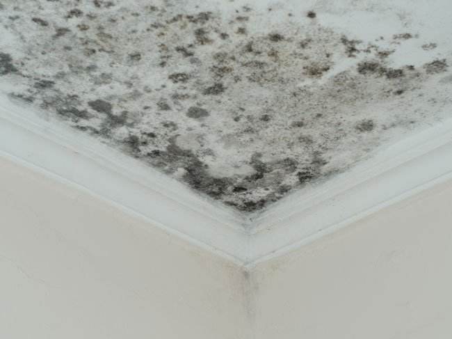 Mold on ceiling